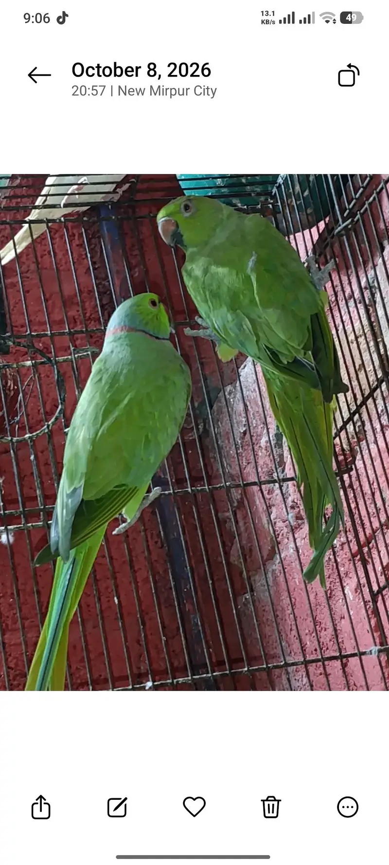 Green ringneck breeder pair — photo 4