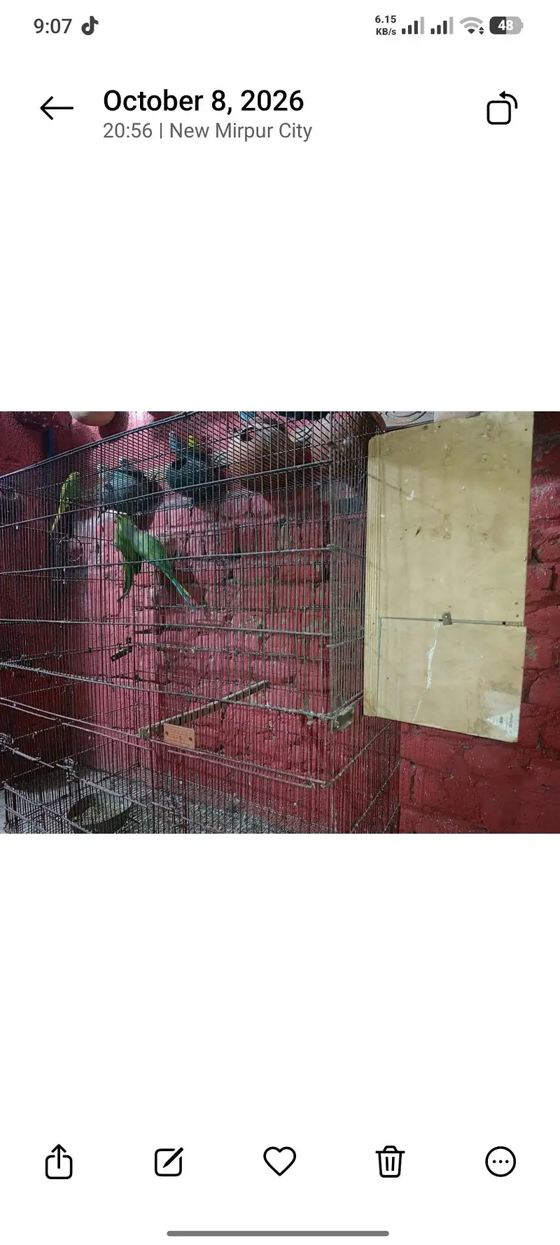 Green ringneck breeder pair — photo 5