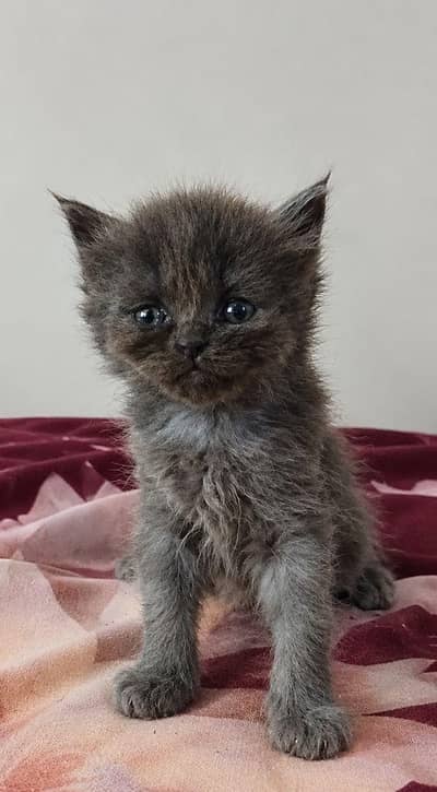 PERSIAN CAT
