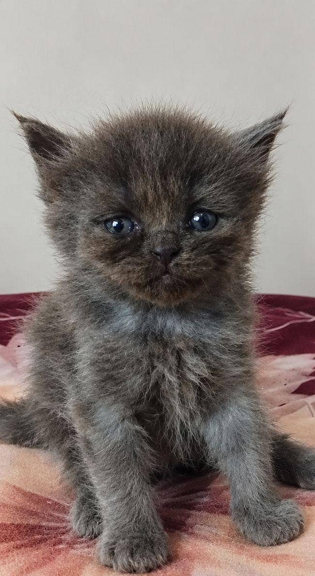 PERSIAN CAT 1
