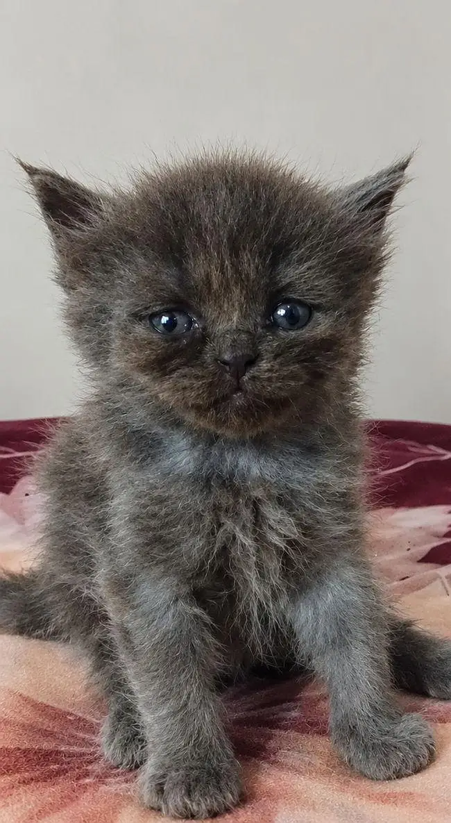 PERSIAN CAT — photo 2