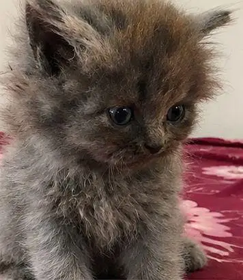 PERSIAN CAT — photo 3