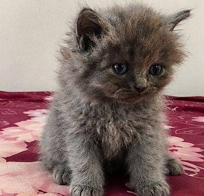 PERSIAN CAT 3