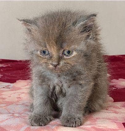 PERSIAN CAT 4