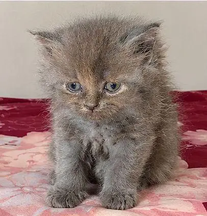 PERSIAN CAT — photo 5