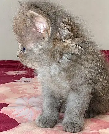 PERSIAN CAT — photo 6