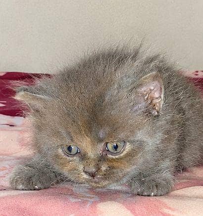 PERSIAN CAT 6