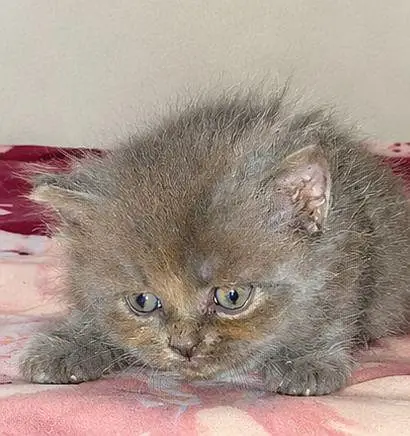 PERSIAN CAT — photo 7