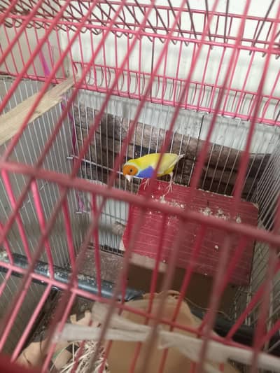 Gouldine lady finch males