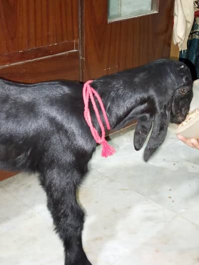 Bakra Top quality male shoq ke liye