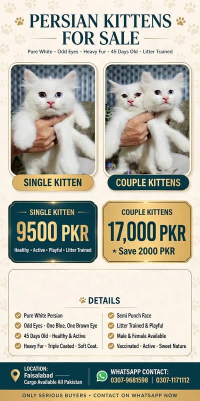 Kittens Cat Baby's