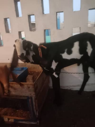 for breeding
