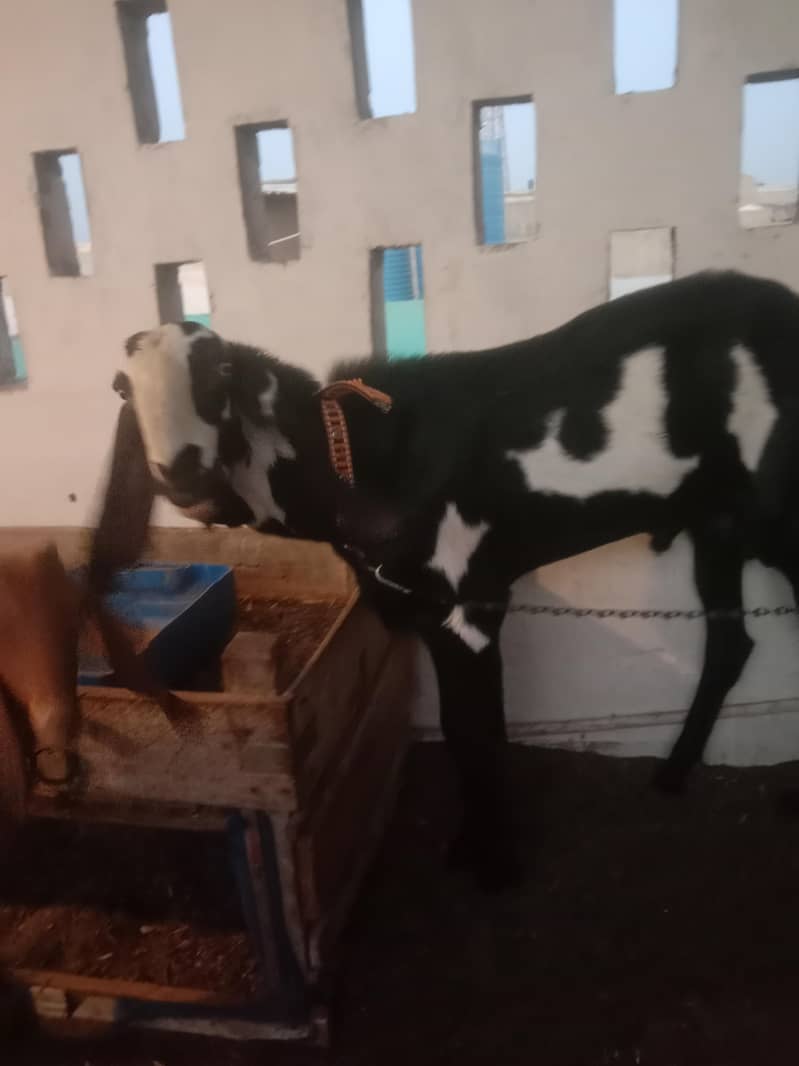 for breeding 0