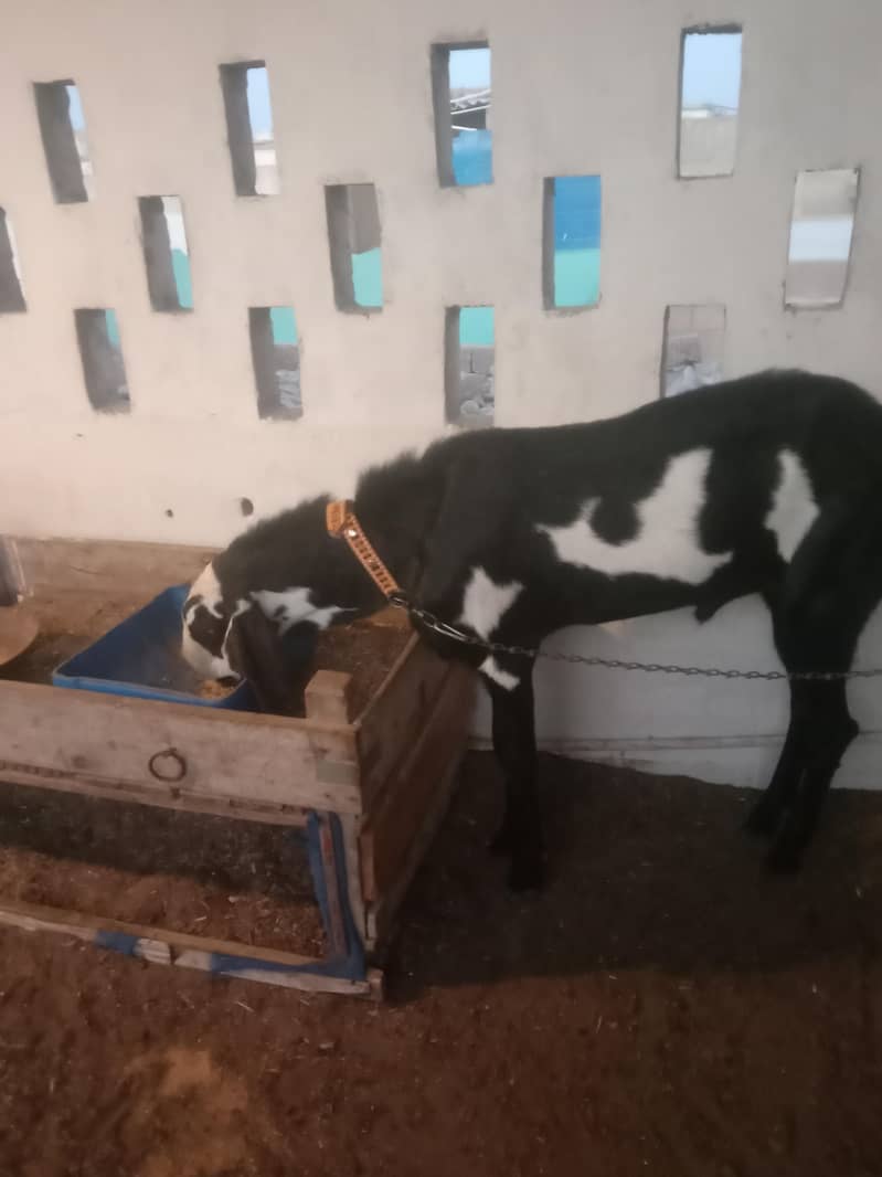 for breeding 1