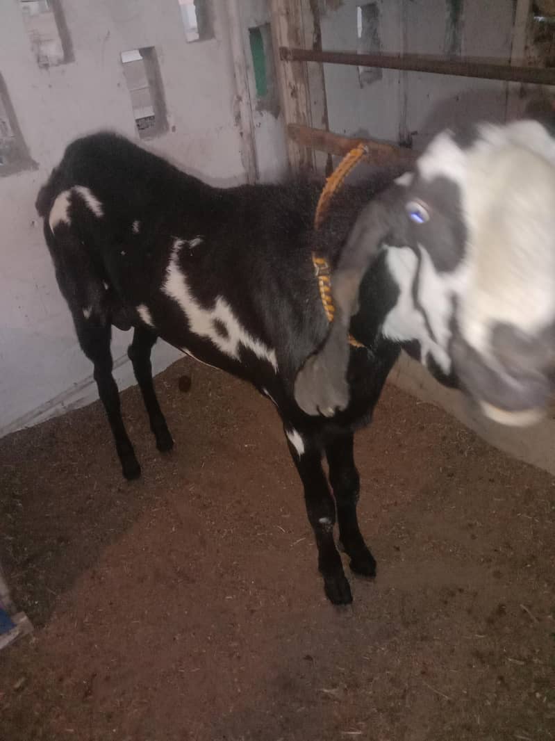 for breeding 2