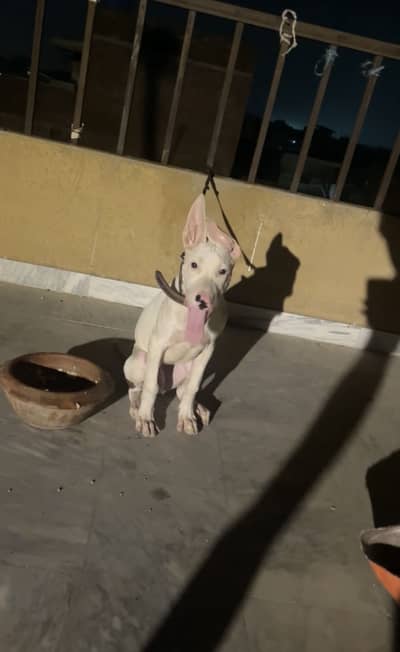 Xxl supreme quality gultair male pup