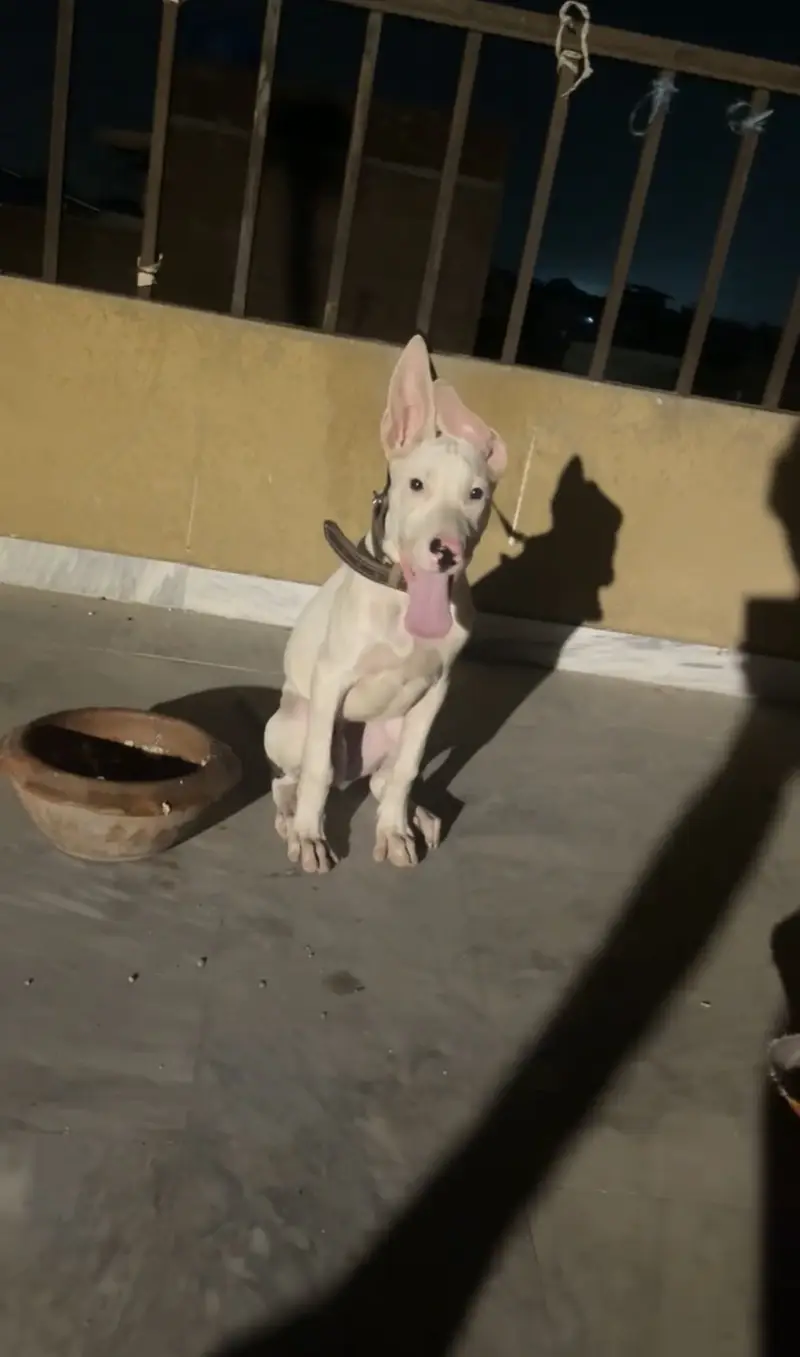 Xxl supreme quality gultair male pup — photo 2