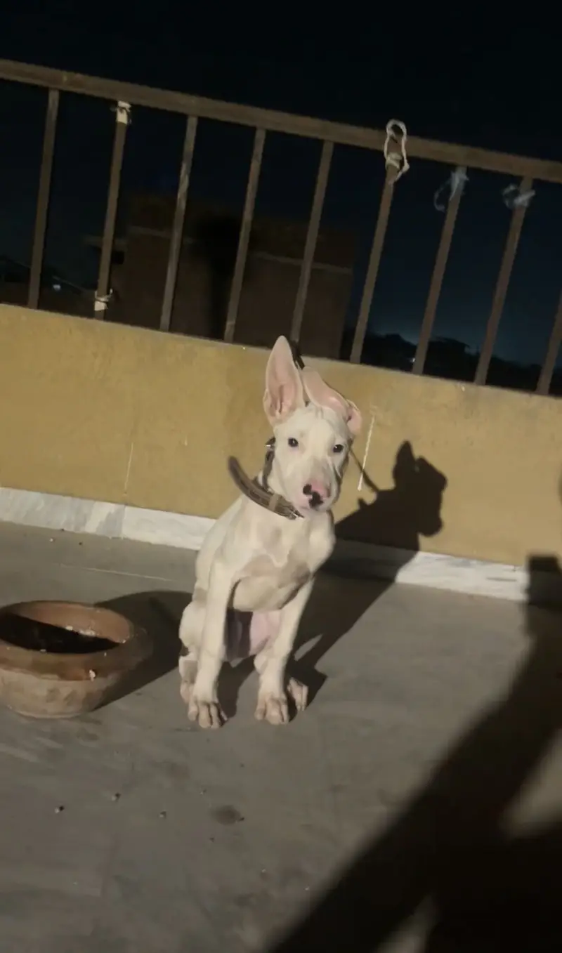 Xxl supreme quality gultair male pup — photo 3