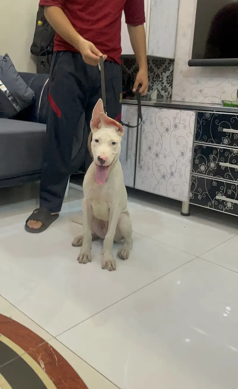 Xxl supreme quality gultair male pup — photo 4
