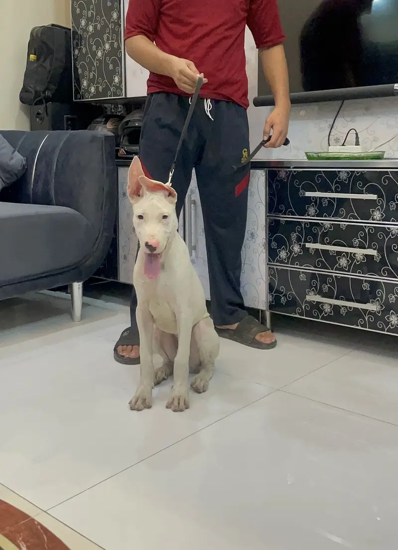 Xxl supreme quality gultair male pup — photo 5