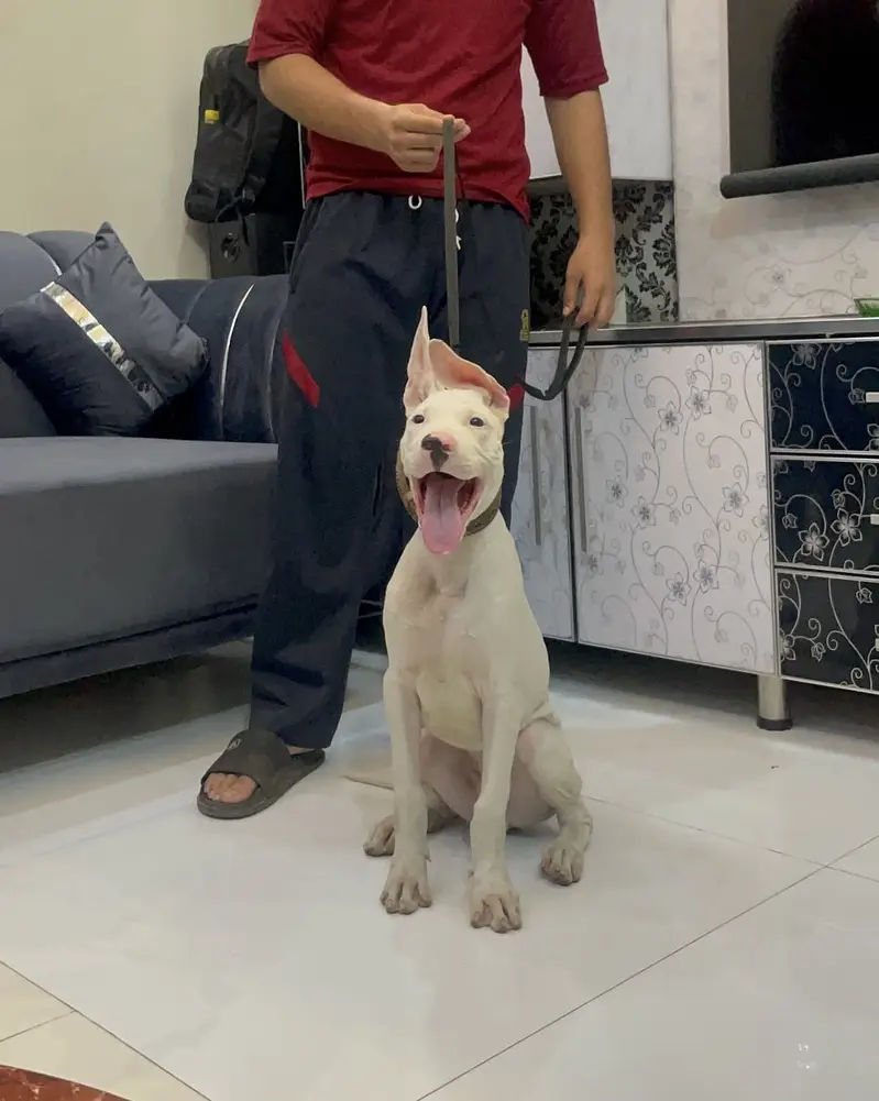 Xxl supreme quality gultair male pup — photo 6