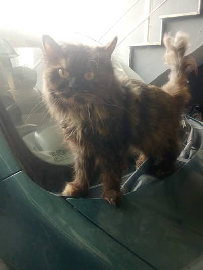 2 Persian Cats For Sale With Cat House & Brush - Healthy & Active