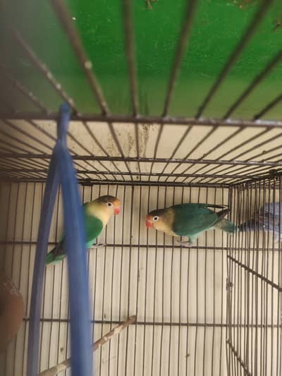 lovebird , Australian , & Cage for sale Read ful ad 03175389355