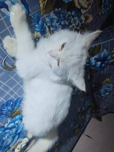 Russian cat 2 months agr