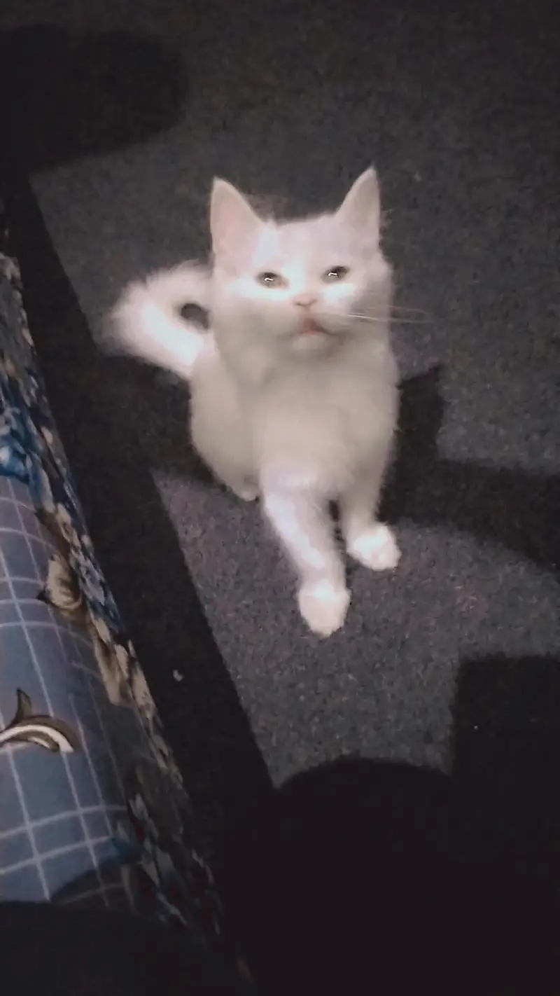 Russian cat 2 months agr — photo 2