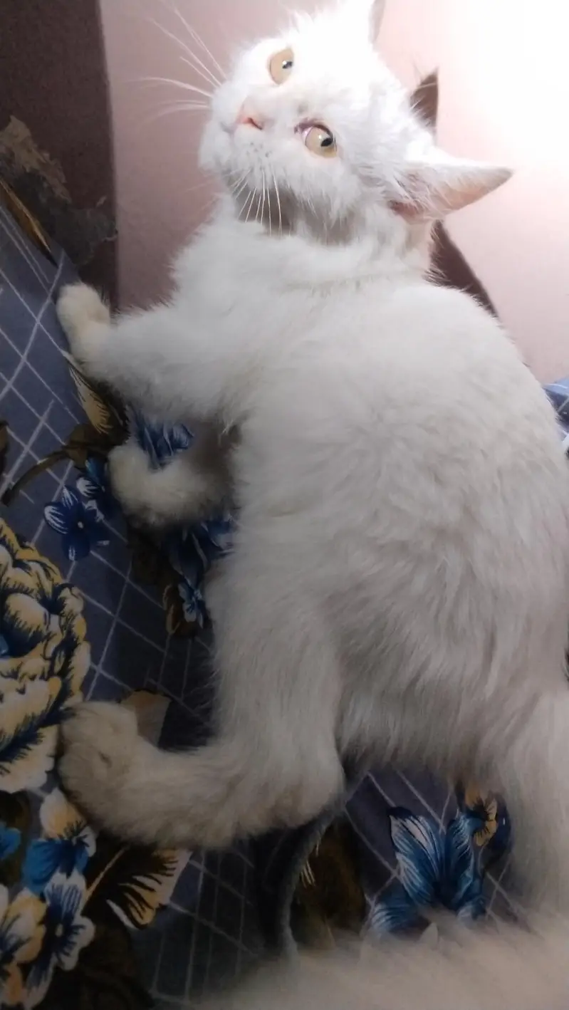 Russian cat 2 months agr — photo 3