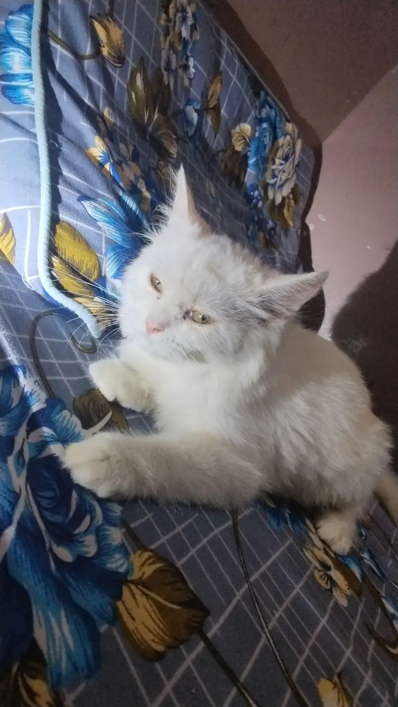 Russian cat 2 months agr — photo 5