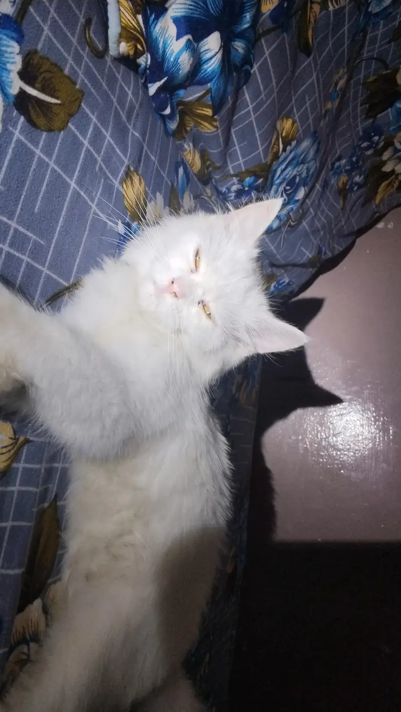 Russian cat 2 months agr — photo 6