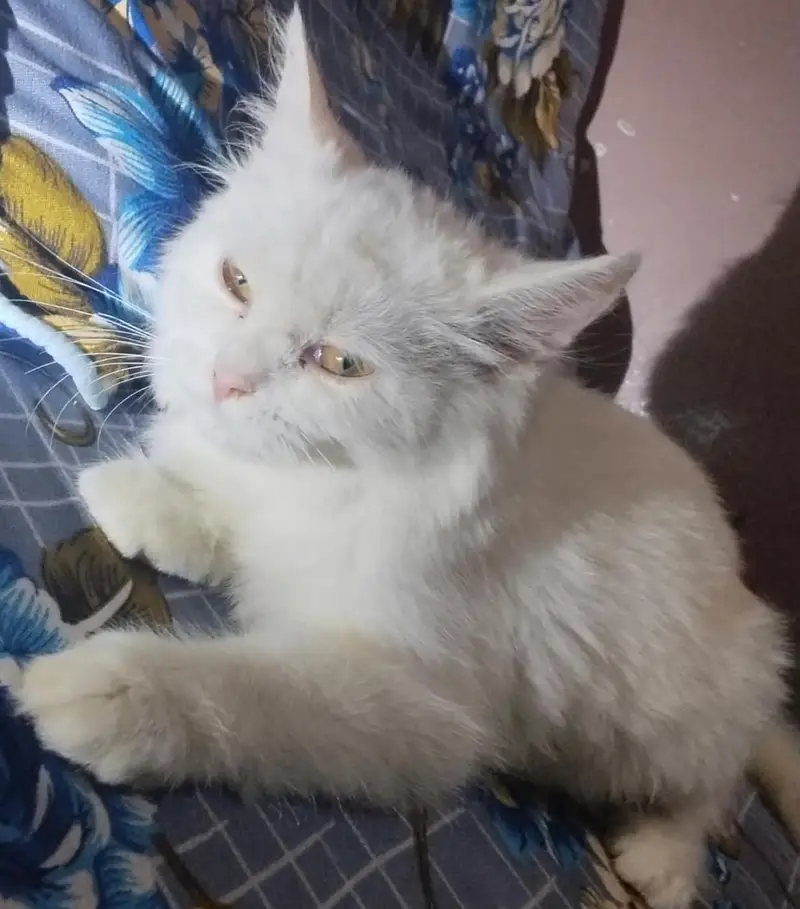 Russian cat 2 months agr — photo 7