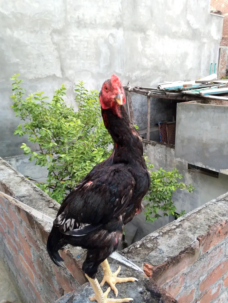 Thai aseel pattha raabta WhatsApp number 03076887725 — photo 3