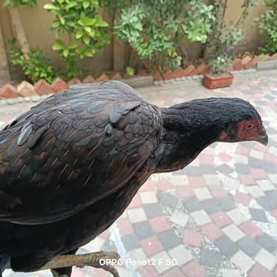 Aseel hen very healthy and active  available in cavelry ground l