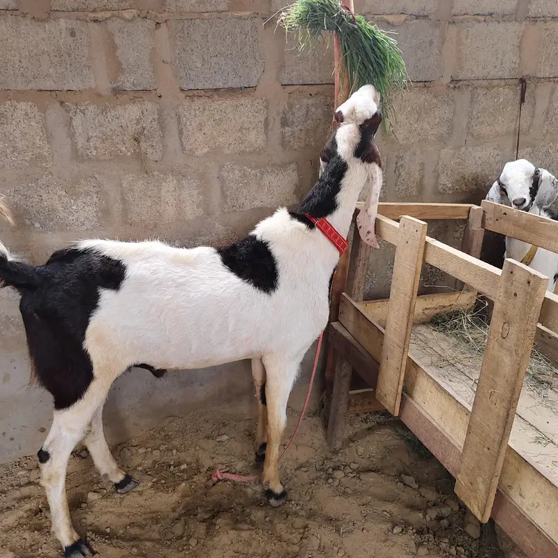 Bareedar for sale location karachi