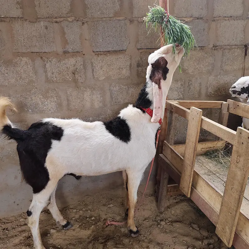 Bareedar for sale location karachi — photo 2