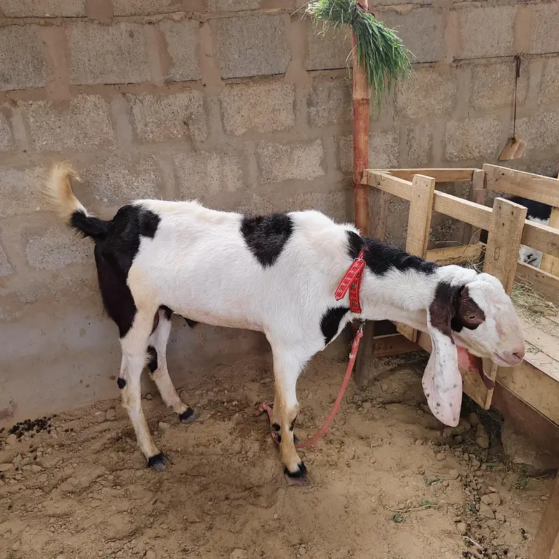 Bareedar for sale location karachi — photo 3