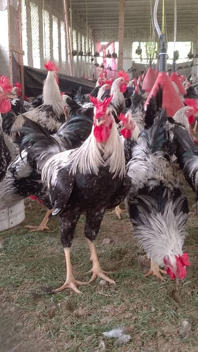 Dhandharvi breed males for sale healthy and active .