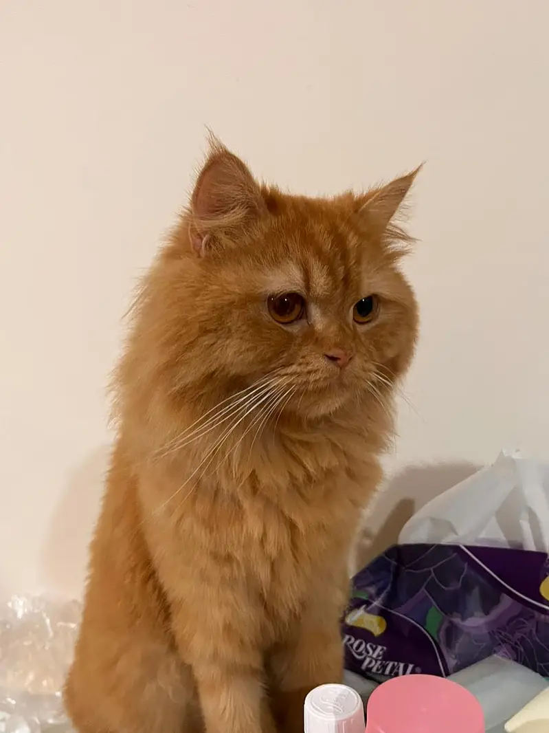 persian cat male — photo 2
