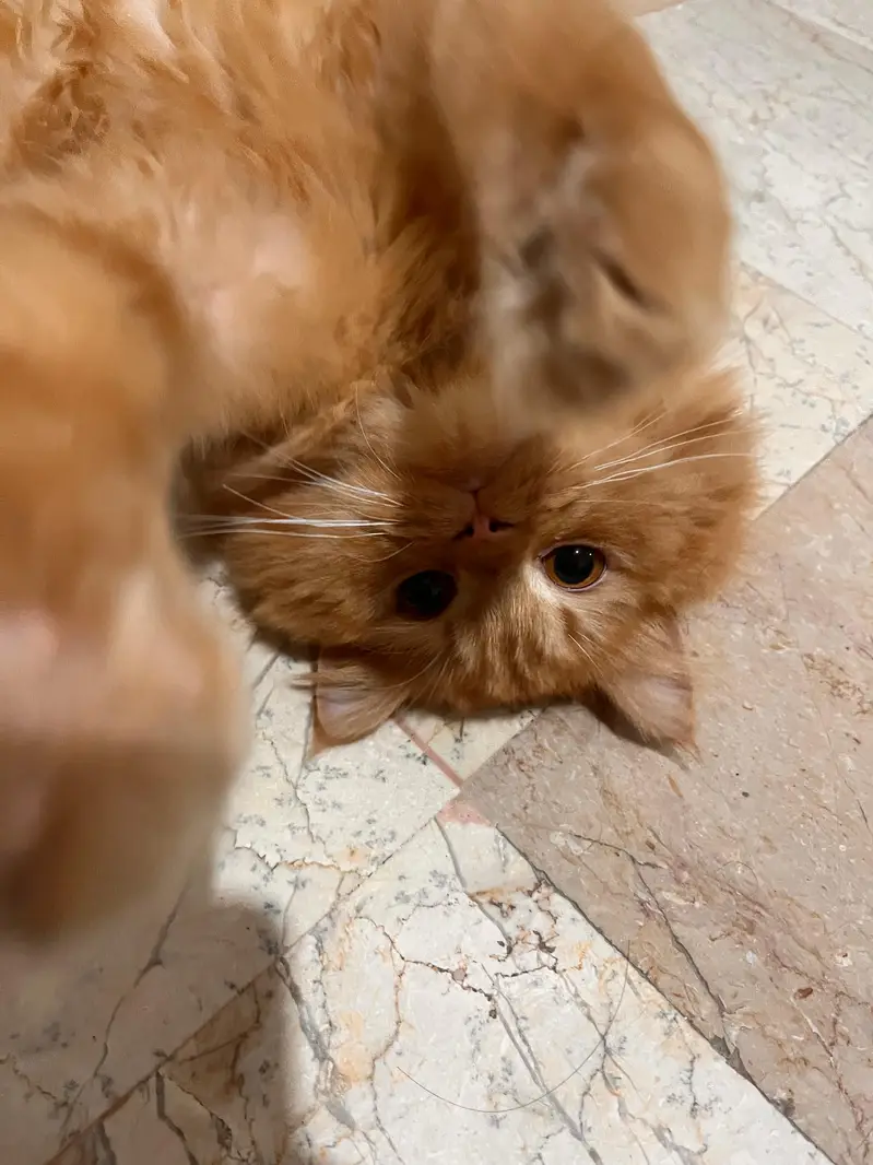 persian cat male — photo 6
