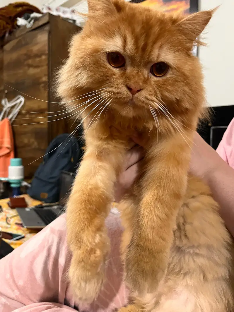 persian cat male — photo 7