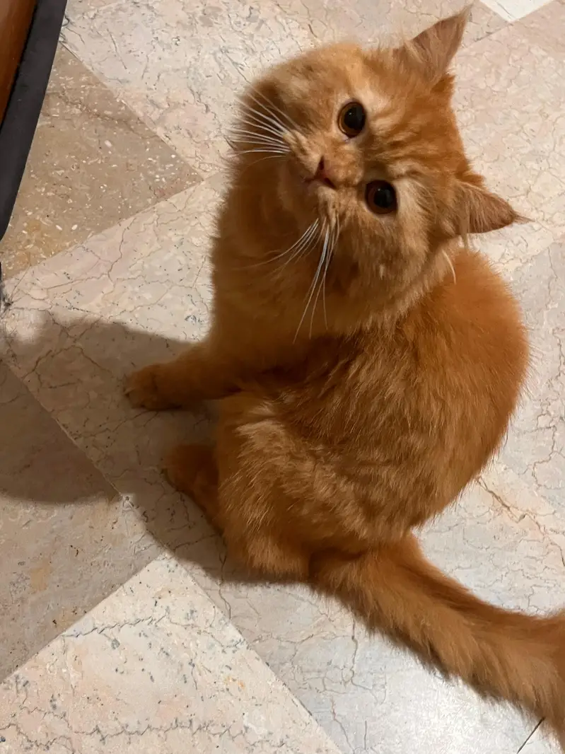 persian cat male — photo 8