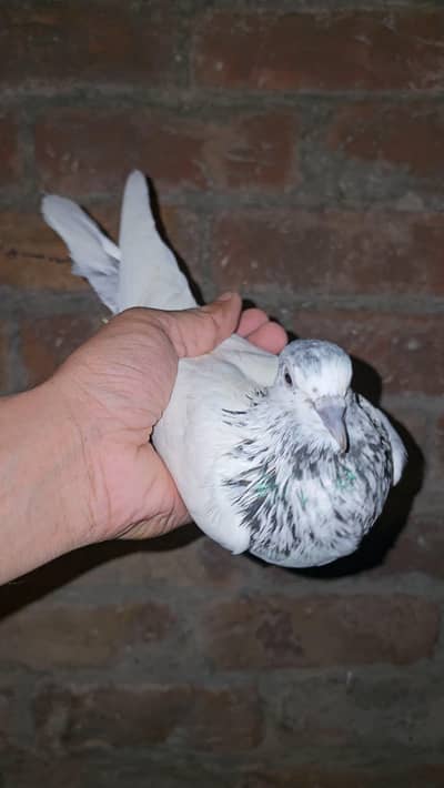 Sialkoti Pigeons