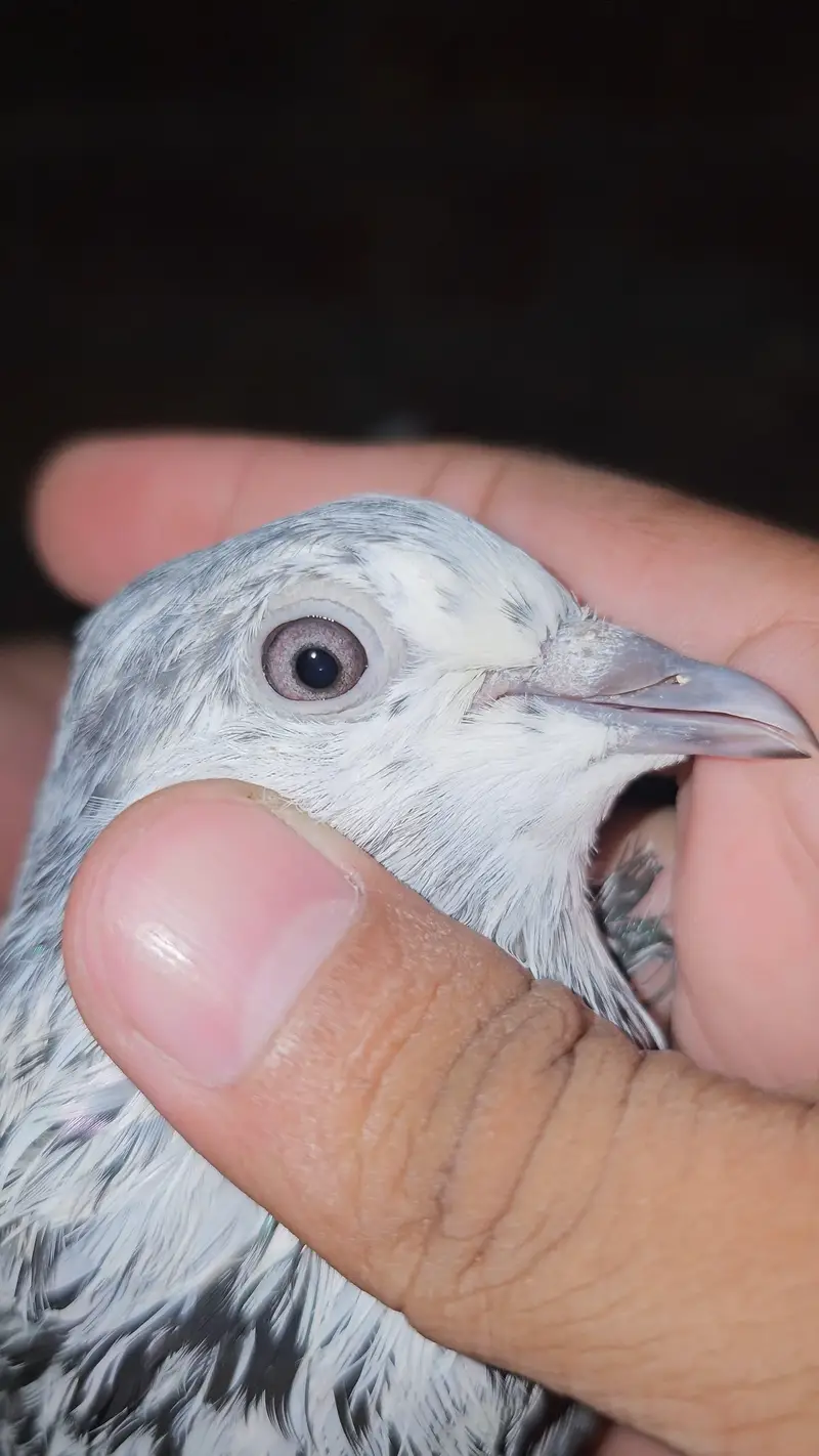 Sialkoti Pigeons — photo 2