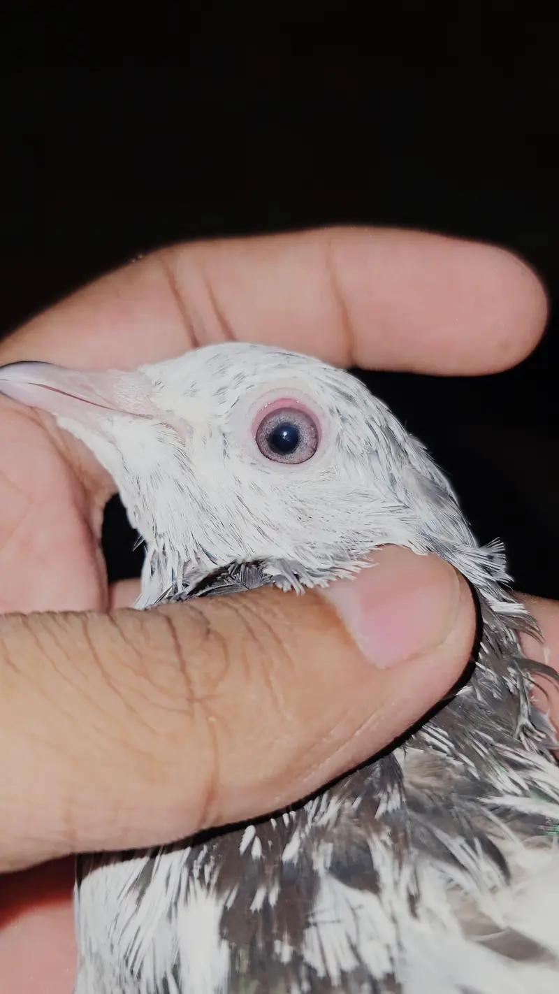 Sialkoti Pigeons — photo 4