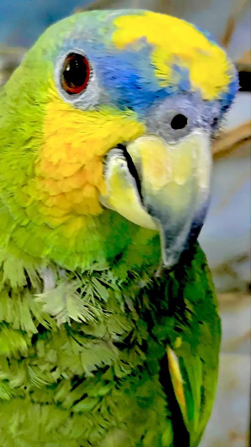 Amazon parrot with cage — photo 4