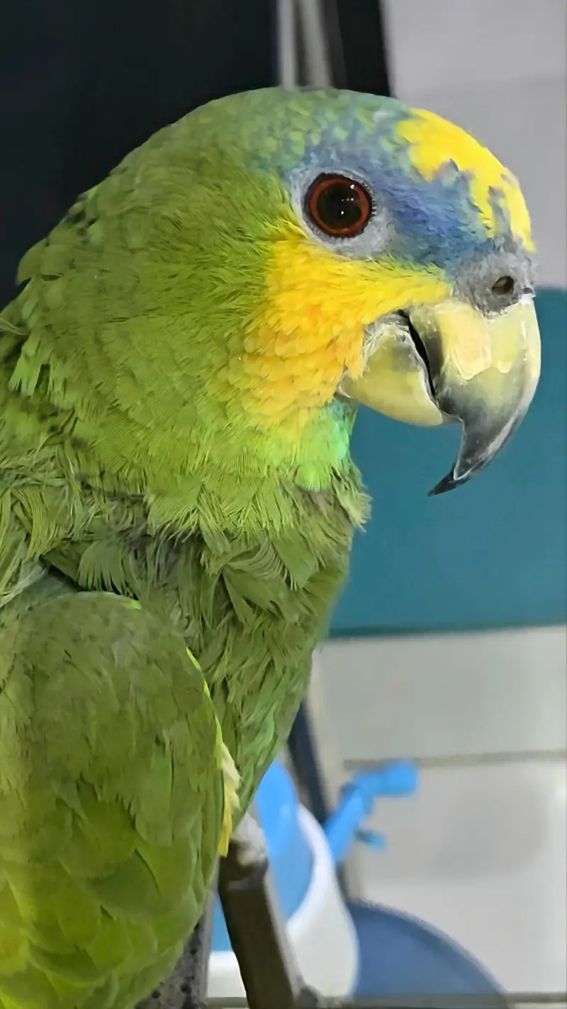Amazon parrot with cage — photo 5