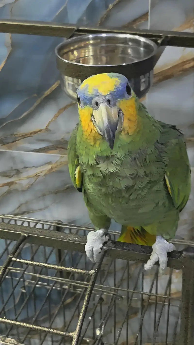 Amazon parrot with cage — photo 6