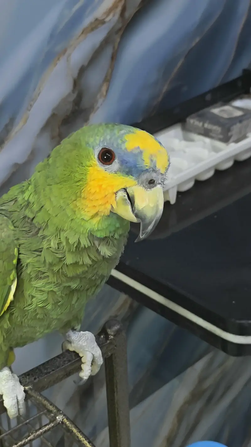 Amazon parrot with cage — photo 7